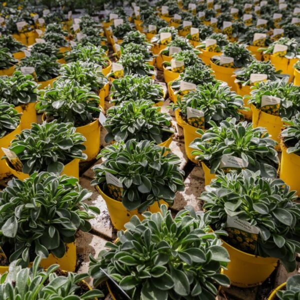 Piante vivaio - Floricoltura Burlon