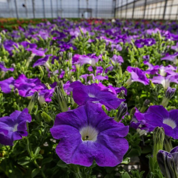 Piante vivaio - Floricoltura Burlon