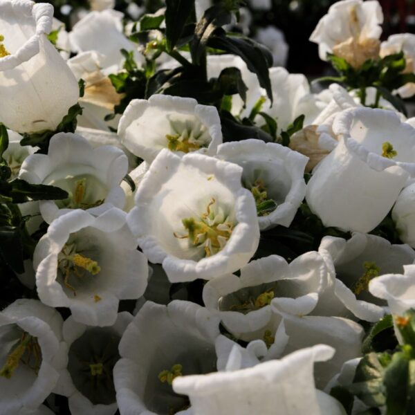 Piante vivaio - Floricoltura Burlon