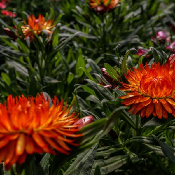 Piante vivaio - Floricoltura Burlon