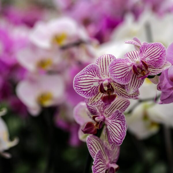 Piante vivaio - Floricoltura Burlon