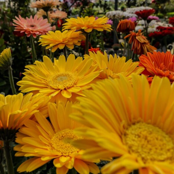 Piante vivaio - Floricoltura Burlon