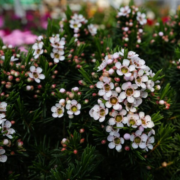 Piante vivaio - Floricoltura Burlon