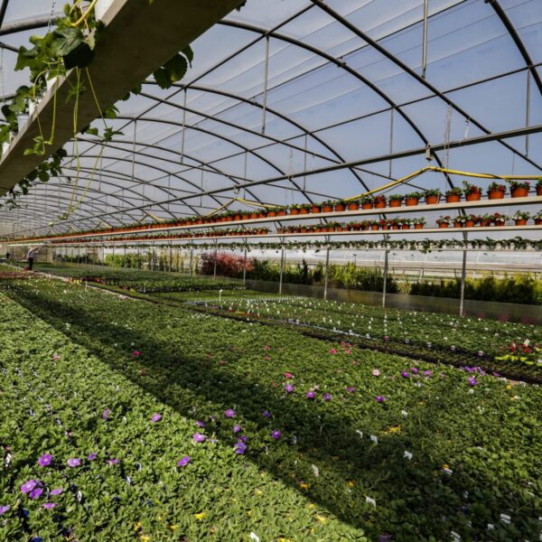 Piante vivaio - Floricoltura Burlon