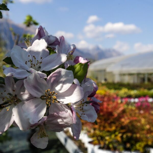 Piante vivaio - Floricoltura Burlon