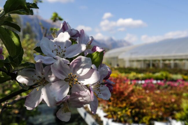 Piante vivaio - Floricoltura Burlon