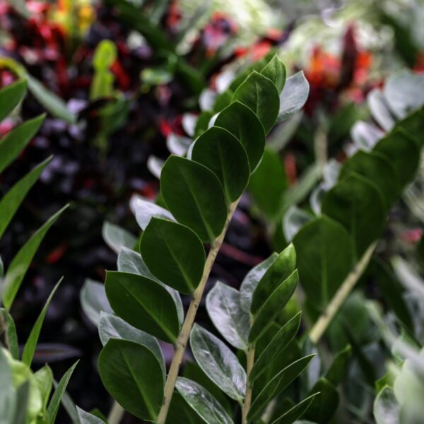 Piante vivaio - Floricoltura Burlon