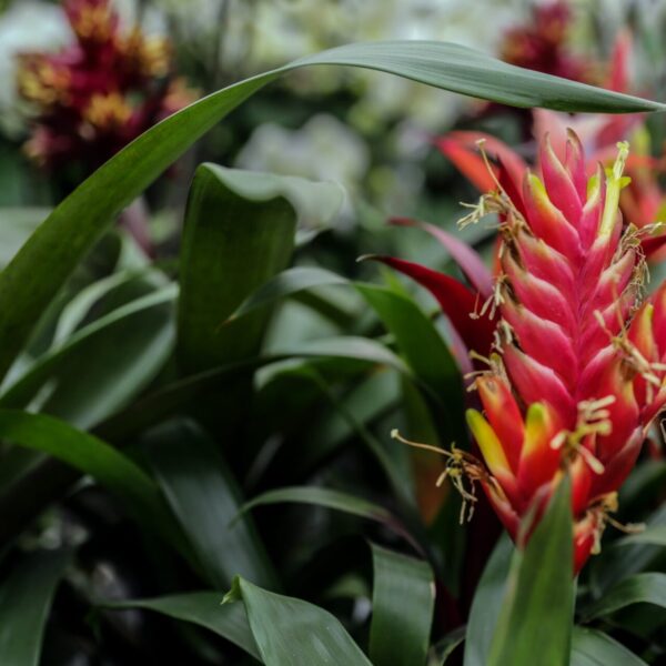 Piante vivaio - Floricoltura Burlon