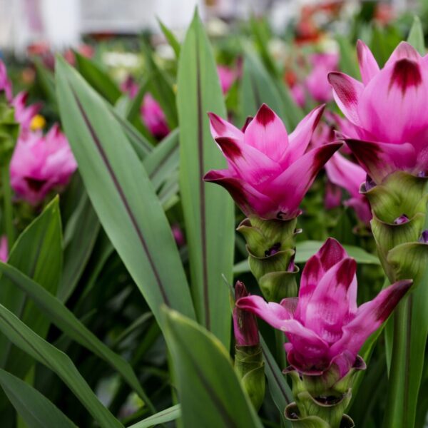 Piante vivaio - Floricoltura Burlon