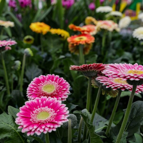 Piante vivaio - Floricoltura Burlon