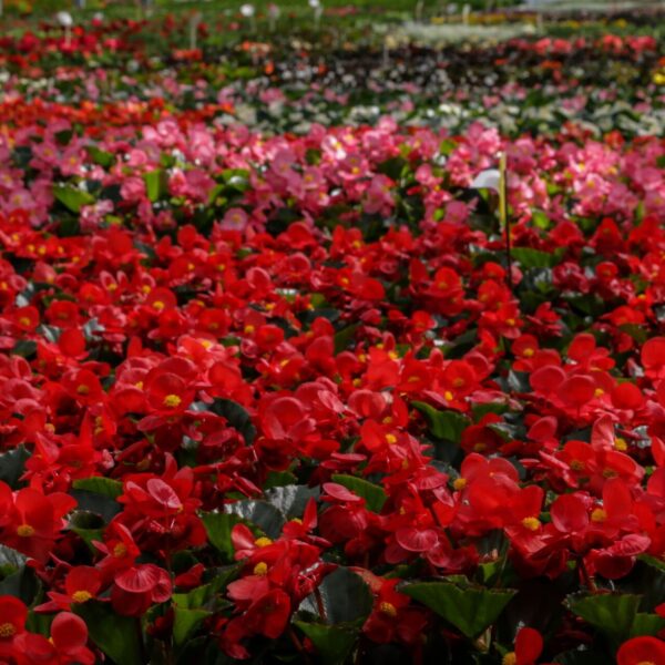 Piante vivaio - Floricoltura Burlon