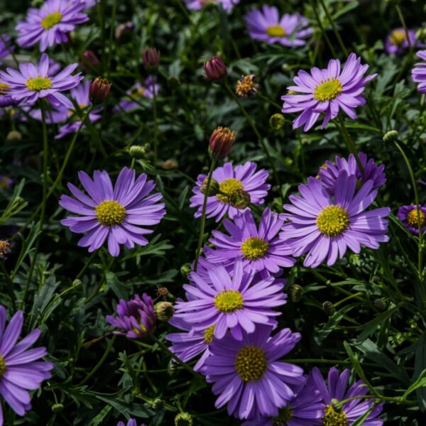 Piante vivaio - Floricoltura Burlon