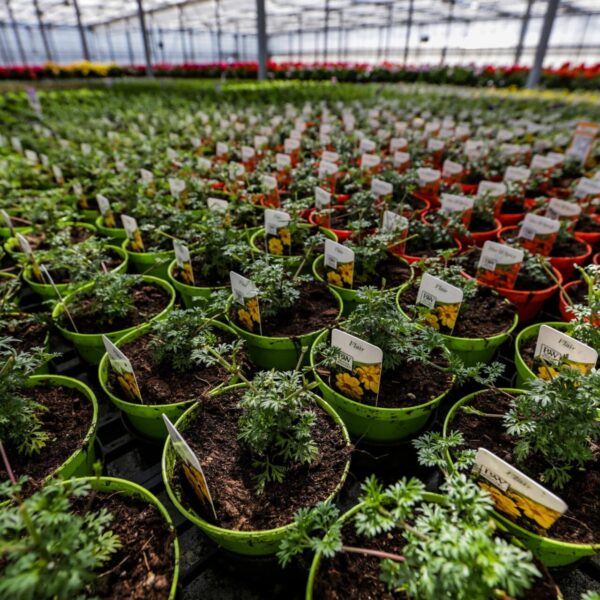 Piante vivaio - Floricoltura Burlon